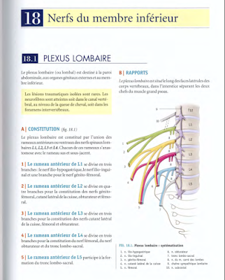 Télécharger Livre Gratuit ANATOMIE - Membre Inférieur - Nerfs du MI pdf