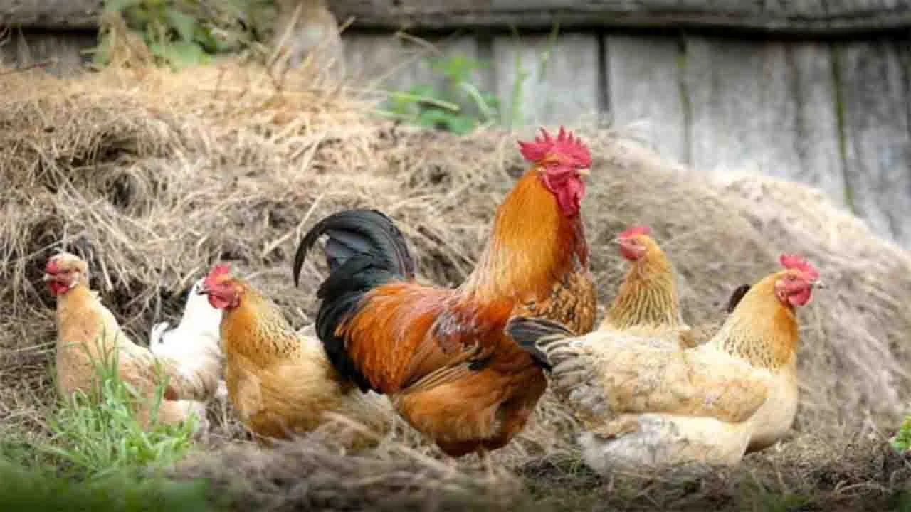 Tips Memelihara Ayam Kampung untuk Pemula
