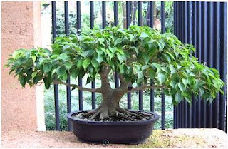Pohon bonsai Bonsai basics