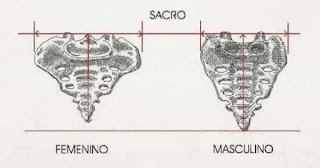 Métodos de identificación del sexo en antropología forense