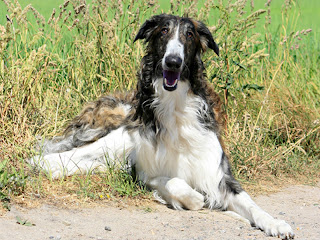 Borzoi Dog Wallpapers