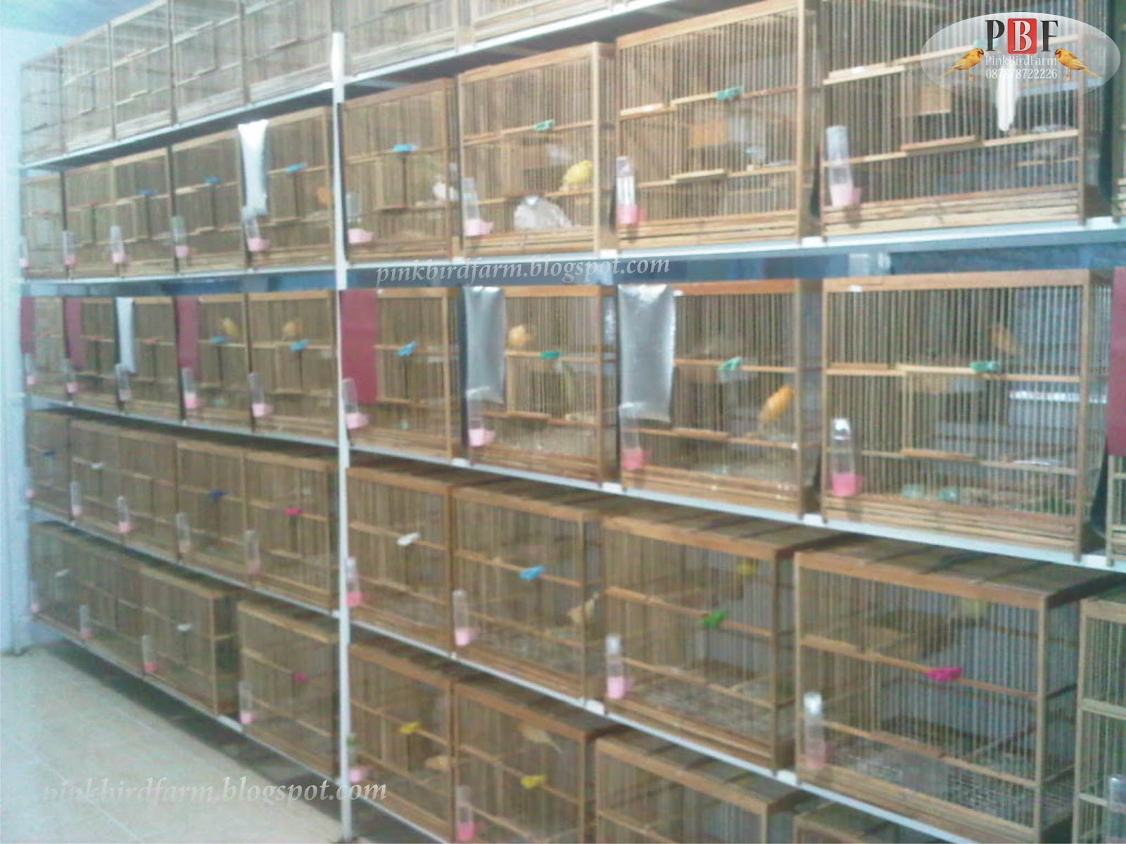 RUANG TERNAK  PINK BIRD FARM