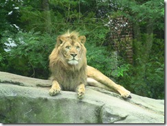 2010-06-ZooLion02