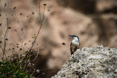 Western Rock Nuthatch GREECE BIRD TOURS