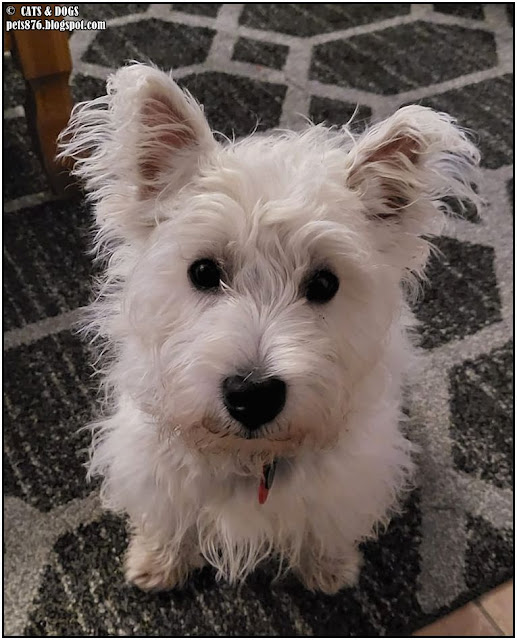 westie