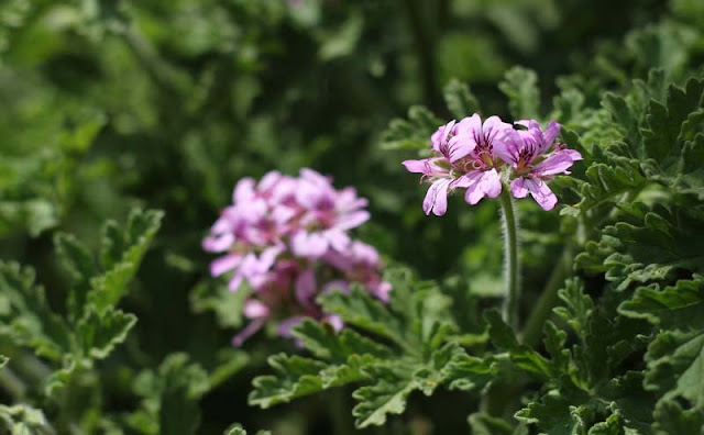 Pelargonium Graveolens Flowers Pictures