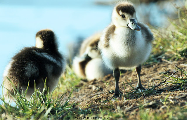 coin coin canards kikekwa