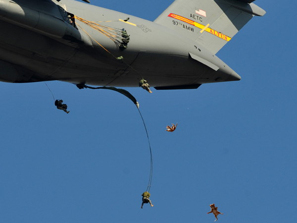 Bungee Jumping Cats