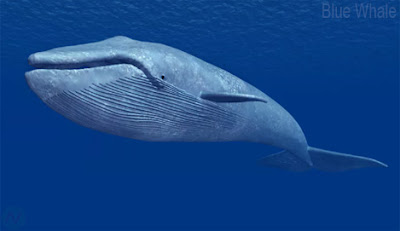 Blue whale