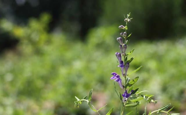 Baikal Skullcap Flowers Pictures