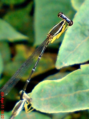 damselfly mating_capung jarum kawin 10