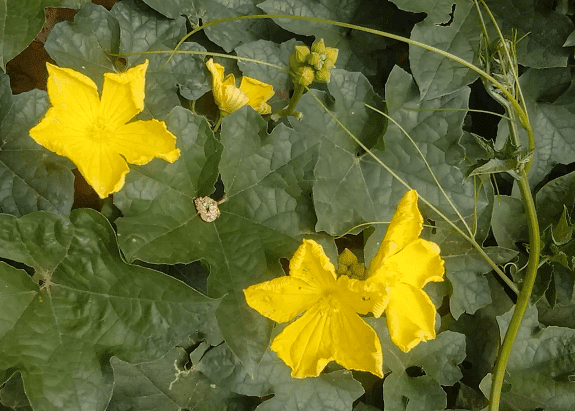 Torai - Ridge Gourd