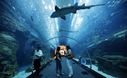 Underwater Zoo in dubai (Photo Courtesy: topdubaihotels ) (dubai aquarium underwater zoo)