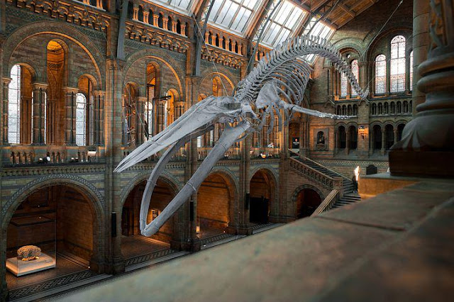 Natural History Museum images 2022