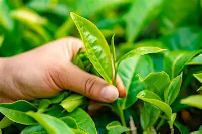 daun teh
