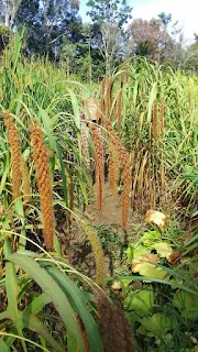 Sorgum, Tanaman Rumput-rumputan Pengganti Nasi