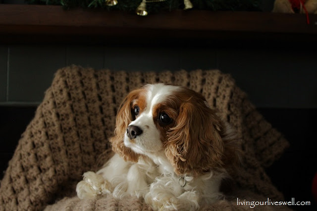 Avalie, our Blenheim Cavalier King Charles Spaniel