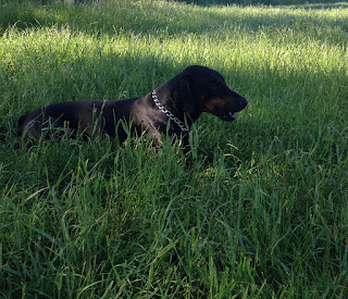 A Doberman lying in a field of long grass, representing the time, patience, and resources required to care for a dog.