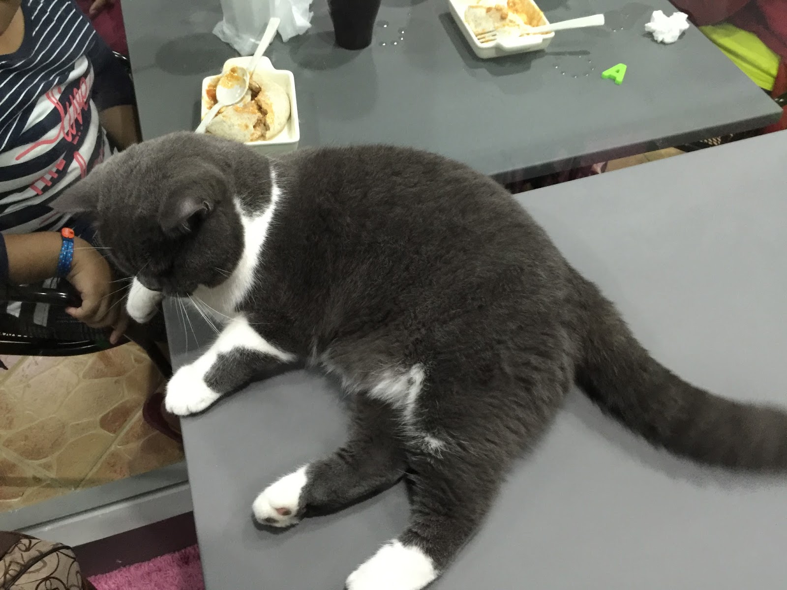 Review Good Meowning Cat Cafe, BTHO - MISZDAE : TRAVEL BLOGGER 