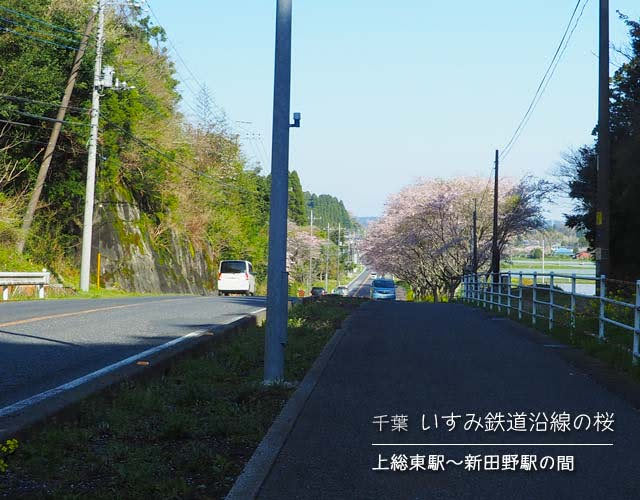 いすみ鉄道沿線の桜☆新田野桜街道
