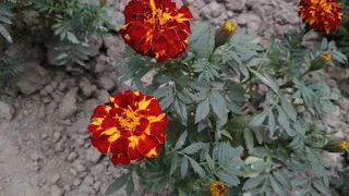 African marigold