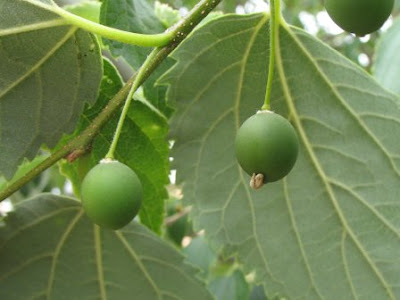 European hackberry fruit