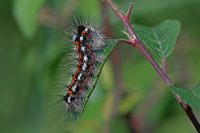 Euproctis similis the Yellow-tail Moth