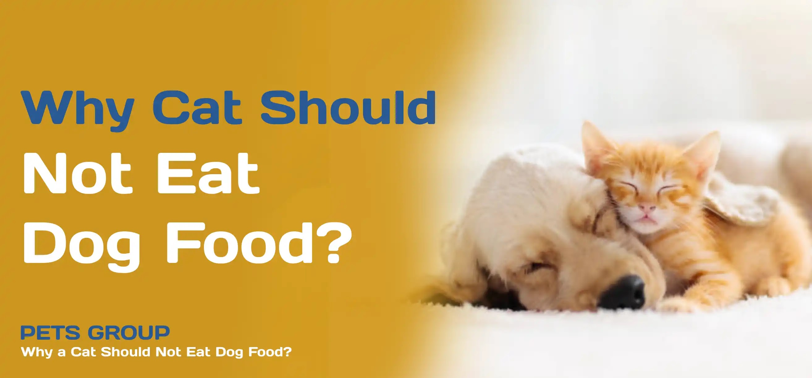 Why a Cat Should Not Eat Dog Food?