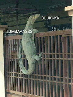  di artikel kali ini saya akan membagikan kumpulan foto meme biawak yang sempat viral di t √ 30+ Kumpulan Foto Meme Biawak Viral 2019