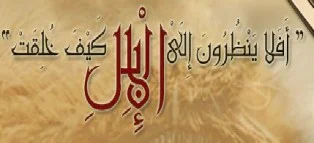  لماذا دعانا الله إلى النظر إلى الإبل كيف خُلقت؟