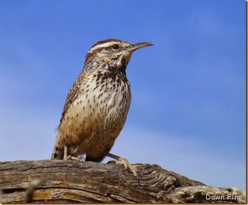 Desert museum_156