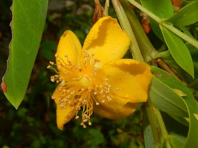 台灣金絲桃的花