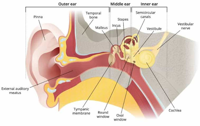 anatomi telinga manusia
