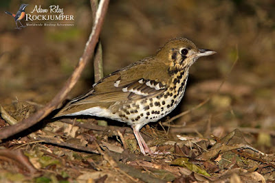 Spotted ground Thrush