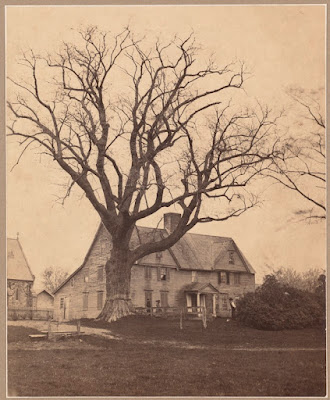 The Aspinwall Elm before it fell
