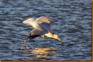 IMG_6424