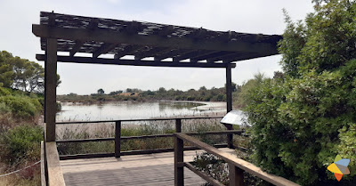 Birdwatching en La Albufera de Valencia