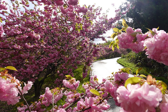 鳥取県西伯郡伯耆町小林 マウンテンストリームきしもと ヤエザクラ（八重桜）