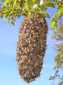 Swarming (honey bee) - Bee swarm on tree branch