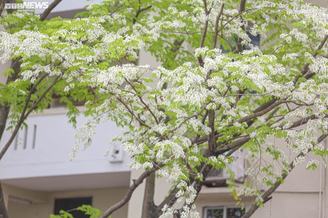 Hà Nội mùa hoa sưa, hoa ban, hoa phong linh: Thợ ảnh kiếm trăm triệu/tháng - Ảnh 2.