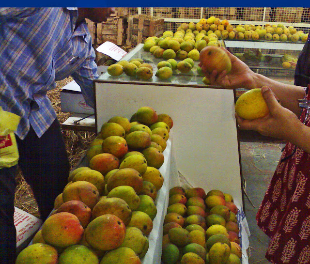 customer buying Payari mangoes