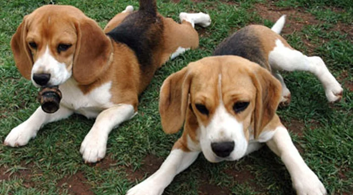 American Foxhound Dog Breed