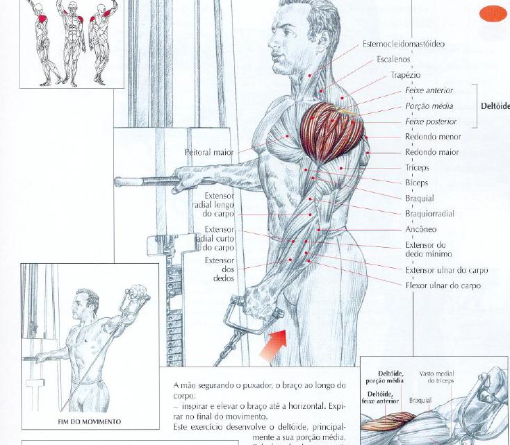 Elevação lateral na polia unilateral - Ombro 