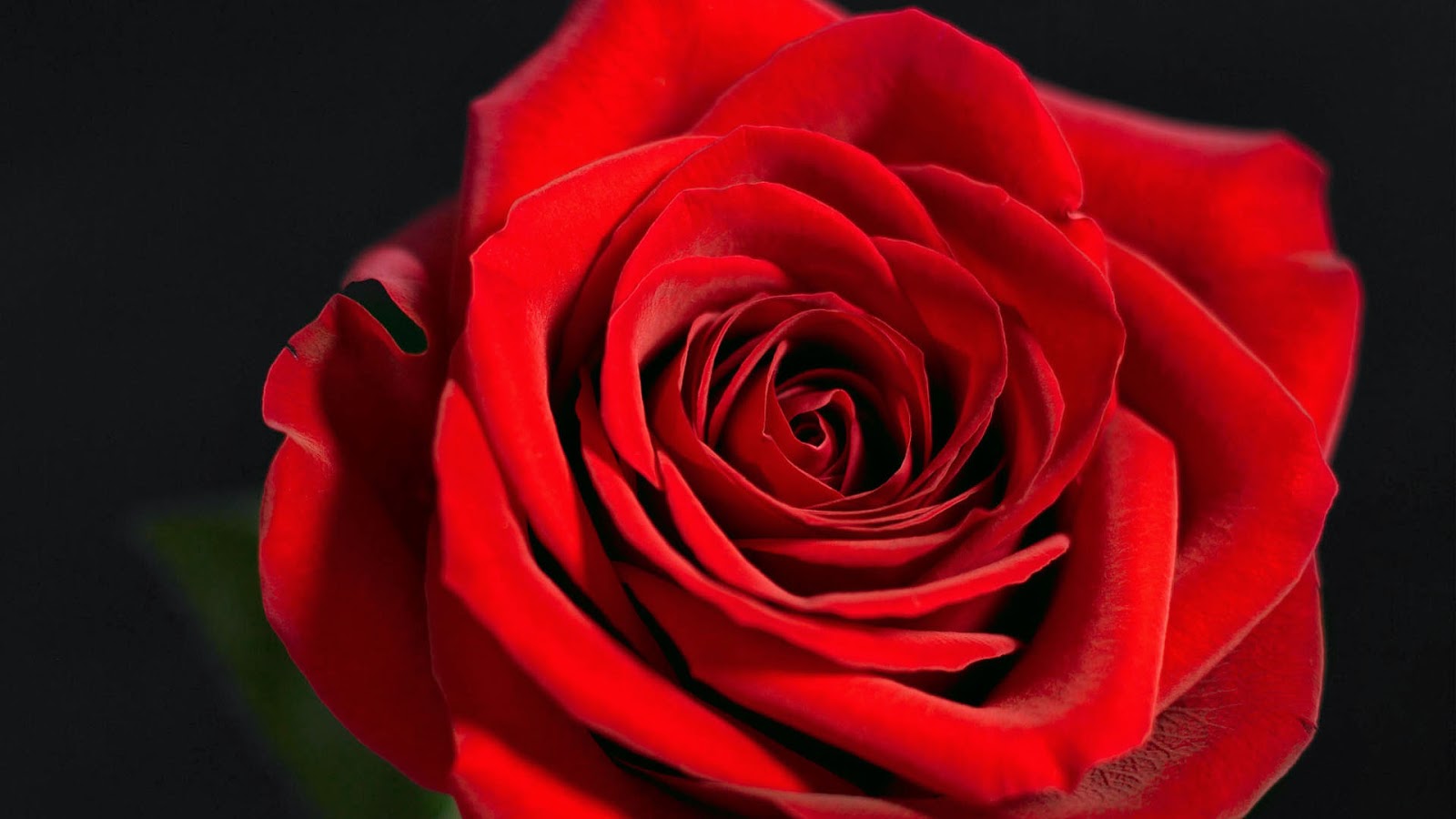 Kopi Hangat Foto Bunga  Mawar  yang Cantik