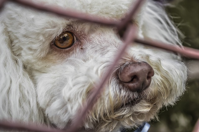 Los llantos que se escuchaban a kilómetros y que encerraban un criadero ilegal de perros