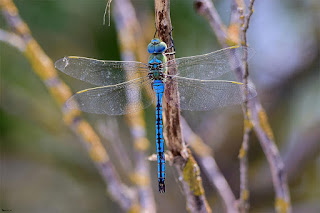 libelula-emperador-anax-imperator-macho-posado-