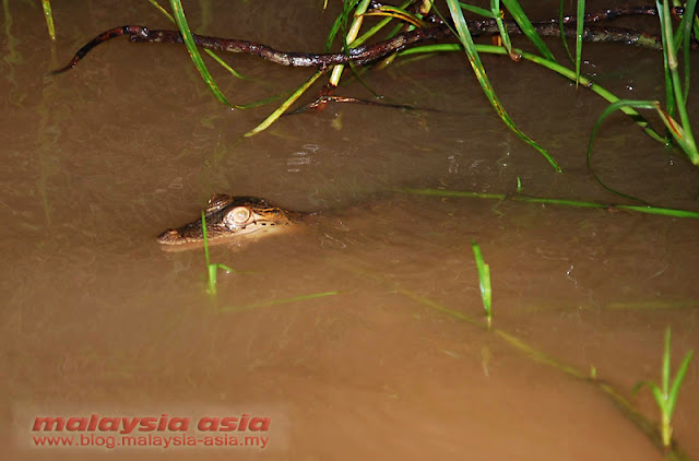 Kinabatangan River Photo