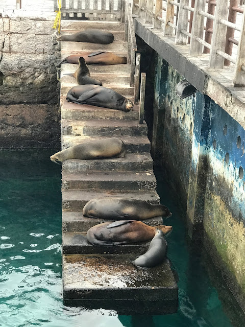 Leones marinos en Puerto Baquerizo Moreno