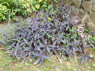 紫錦草