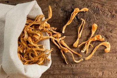 Dry cordyceps mushroom supplier